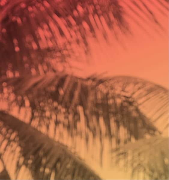 Sunset with palm fronds
