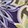 HARVEST PURPLE