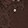 DEEP BROWN