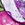 MAGENTA ROSE