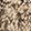 SYCAMORE