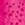 PINK BROMELIAD